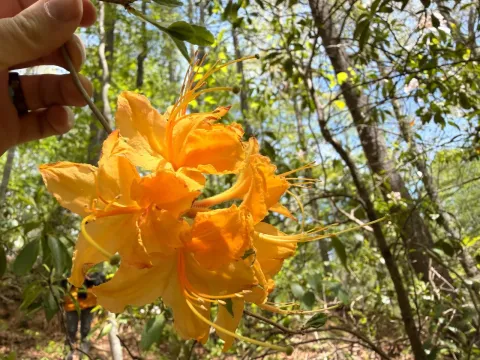 Flame azalea