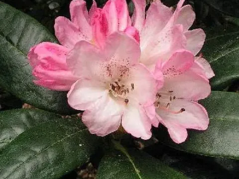 Rhododendron clementinae