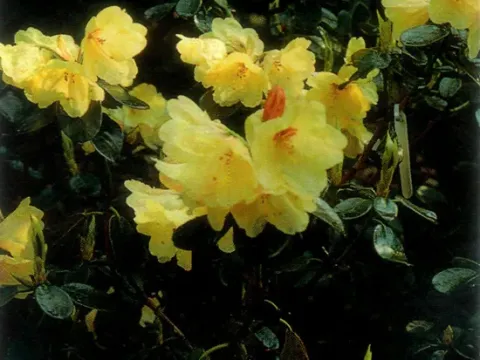 Lemon-flowered rhododendron