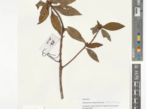 Rhododendron ciliicalyx
