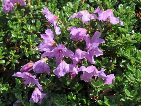 Rhododendron calostrotum