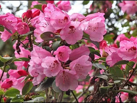 Рододендрон каллиморфум