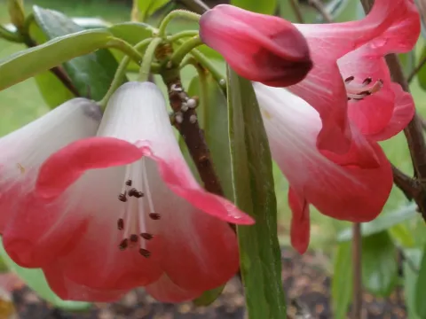 Cherry-red rhododendron