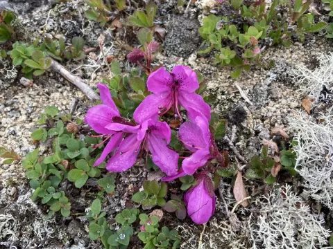 Kamchatka rhododendron