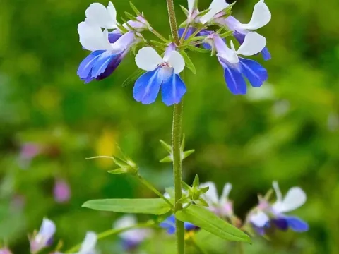 Collinsia