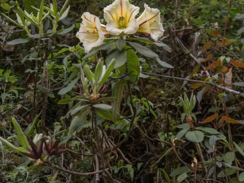 Dalhousie rhododendron