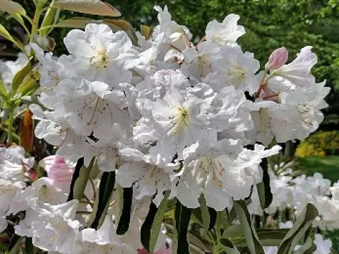 Рододендрон изящный