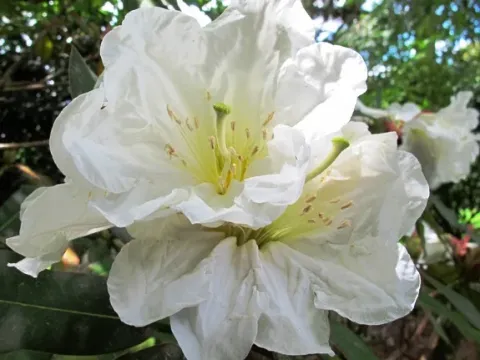 Rhododendron diaprepes