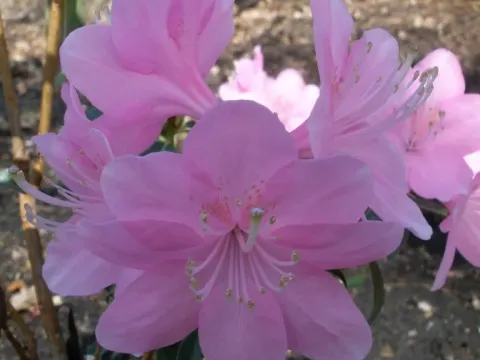 Davidson's rhododendron
