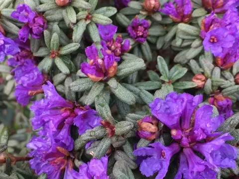 Edgar's rhododendron