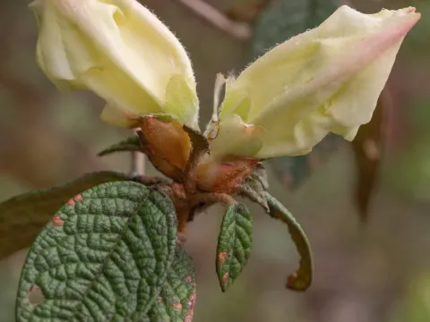Edgeworth's Rhododendron