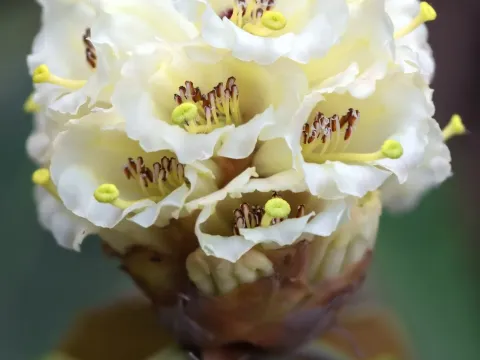 Falconeri rhododendron