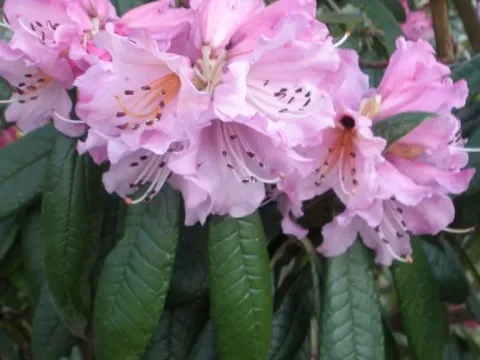 Many-flowered rhododendron