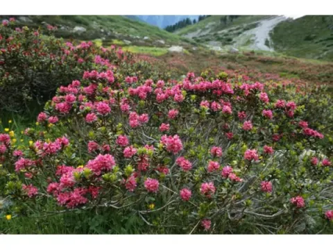 Rusty-leaved rhododendron
