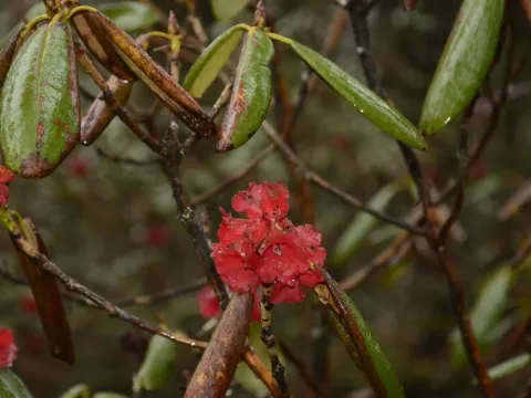 Shining rhododendron