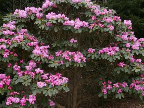Farges rhododendron