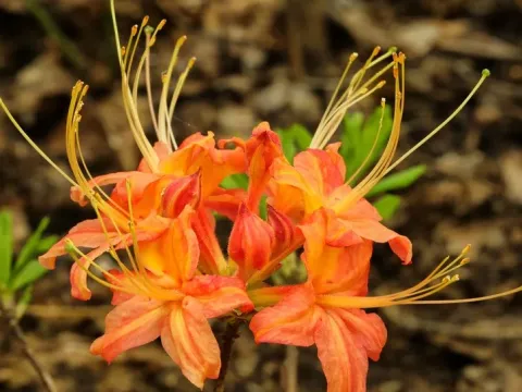 Oconee azalea