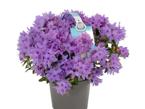 Fringed rhododendron