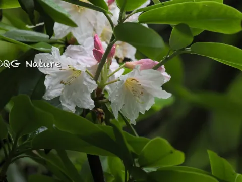 Fortune's rhododendron