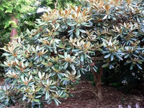 Brown rhododendron