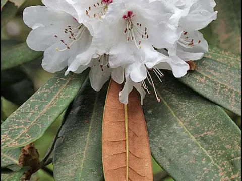 Milk rhododendron