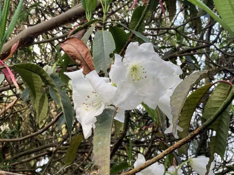 Griffith's Rhododendron