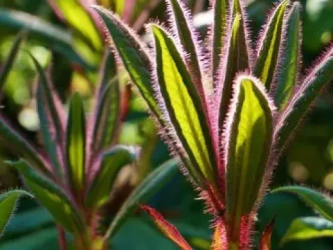 Rhododendron glischrum