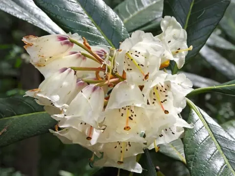 Giant Rhododendron