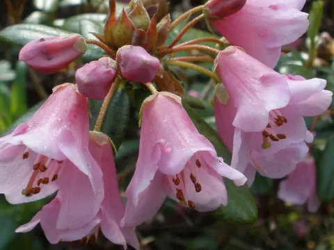 Glaucous-leaved rhododendron