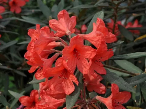 Rhododendron griersonianum
