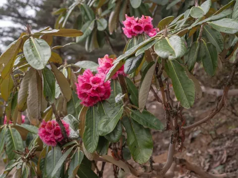 Rhododendron hodgsonii