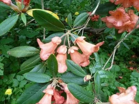 Sun-scaled rhododendron