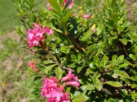 Rhododendron intermedium