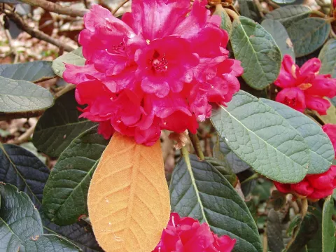 Blood-red rhododendron