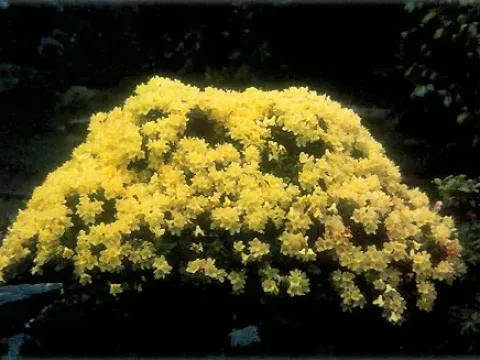 Hance Rhododendron