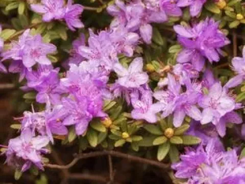 Hippophaeoides rhododendron