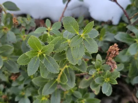 Hairy alpine rose