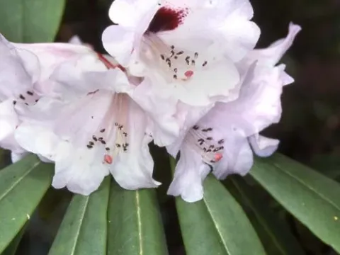 Hirtipes rhododendron