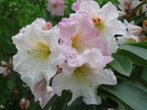 Houlston's Rhododendron