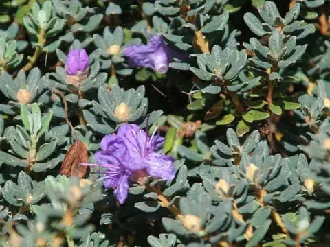 Impeditum rhododendron