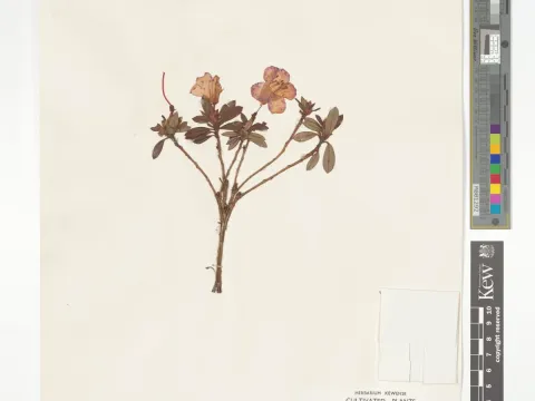 Rhododendron imperator