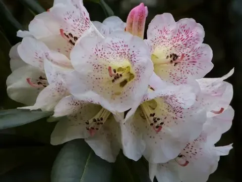 Рододендрон зрошений