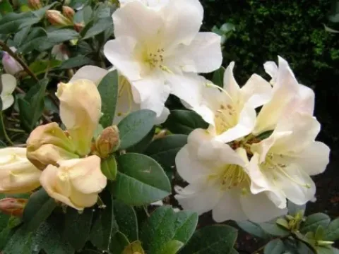 Johnstone's rhododendron