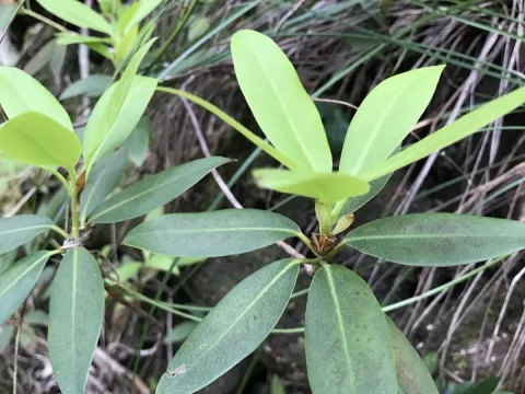 Keiske's rhododendron