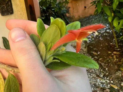 Columnea