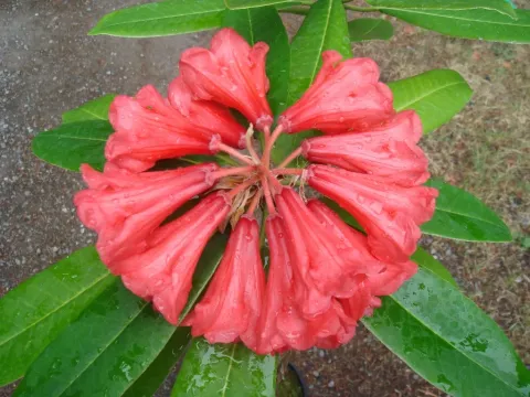 Rhododendron kyawii