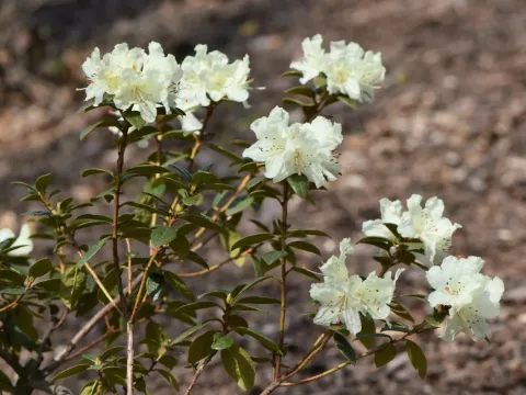 Ludlow's rhododendron