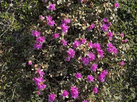 Lapland rosebay