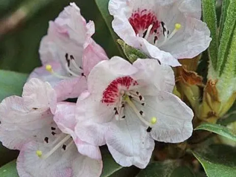 Long-scaled rhododendron
