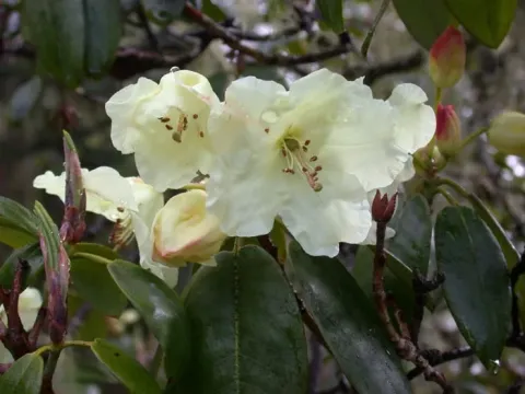 Litie Rhododendron